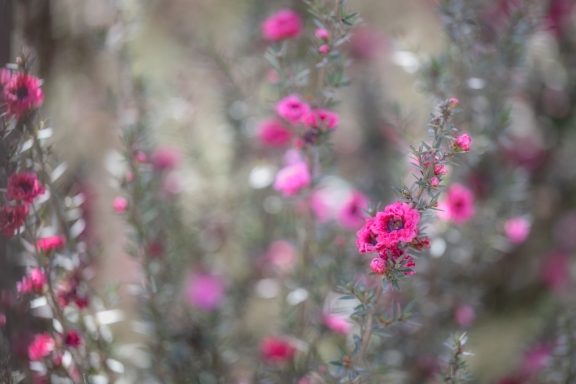Pink flowers with delicate petals amidst green foliage.