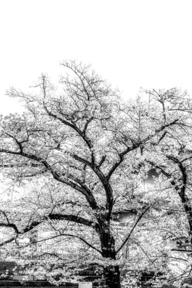 Leafless tree branches against a white background in a monochrome style.