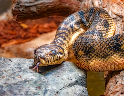 Brown and yellow patterned snake flicking its tongue, resting on rocks and wood.