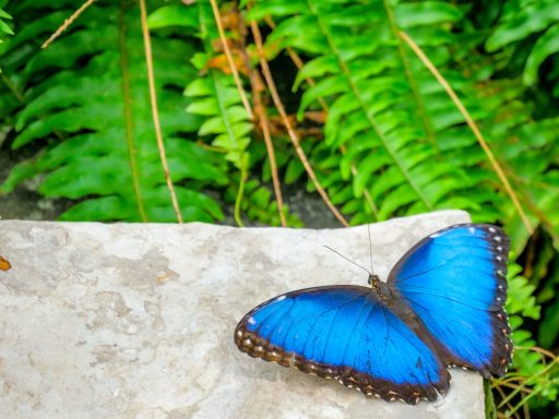 Blue butterfly resting on a stone surface among green foliage.