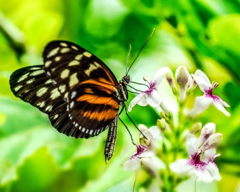 Butterfly 