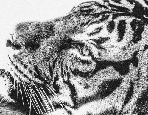 Close-up of a fierce tiger's face, showcasing its intense gaze and detailed fur patterns.