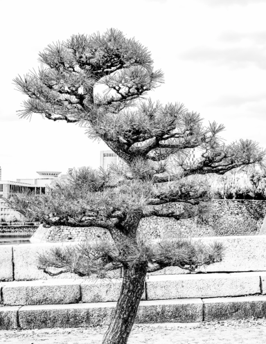 A twisted pine tree with dense foliage against a cloudy sky.